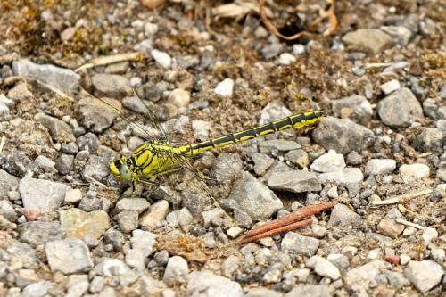 Gomphus pulchellus